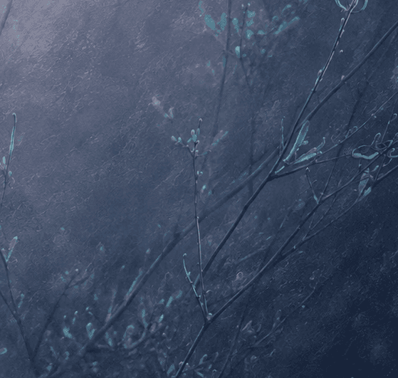 BG Image