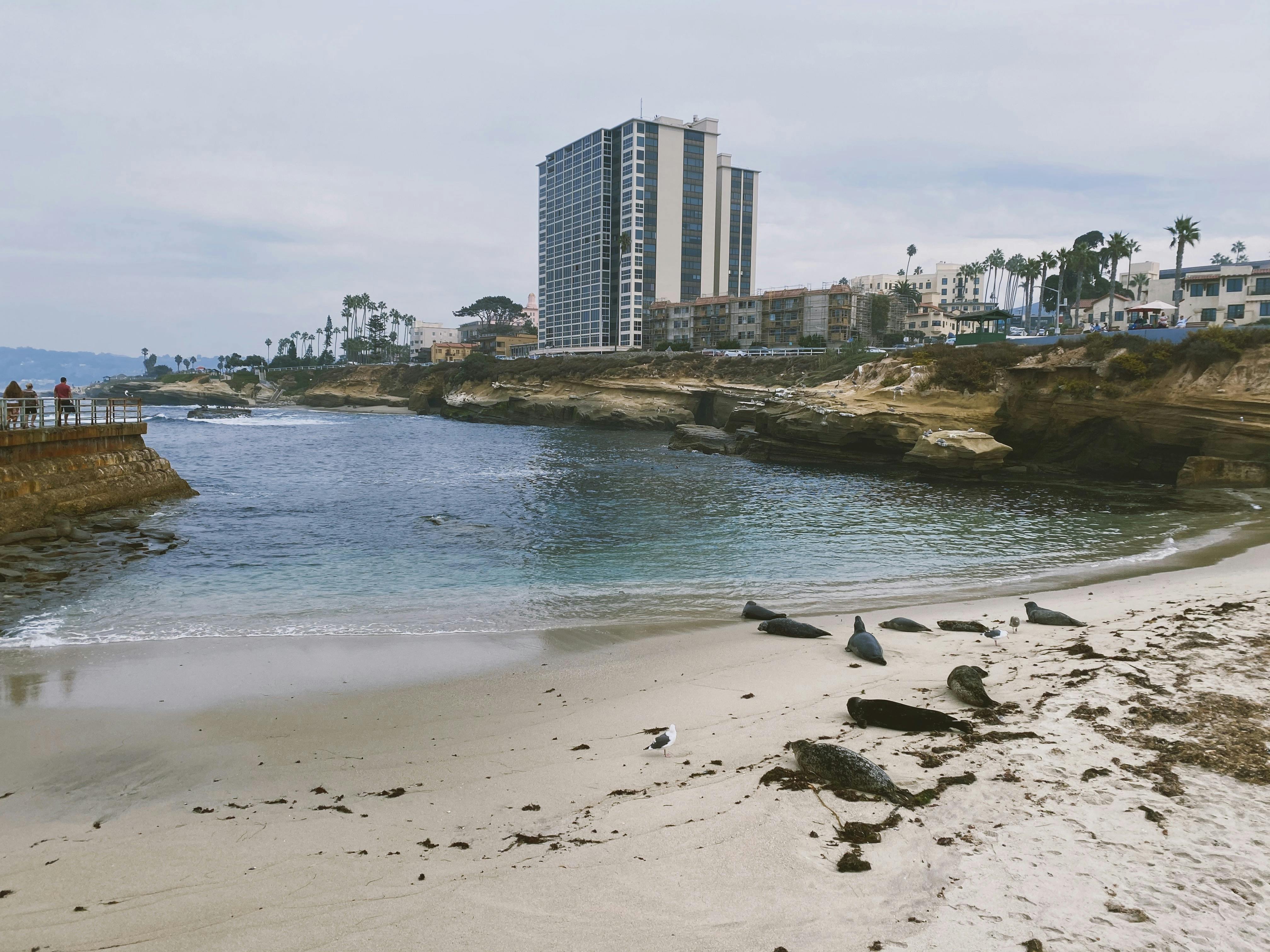 Seals on La Jolla beach – surfboard rental in la-jolla