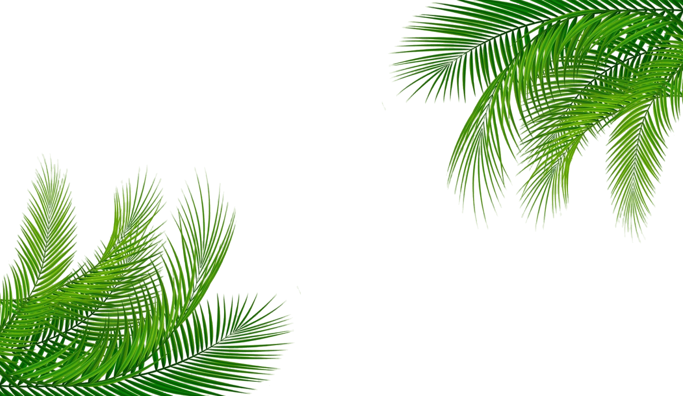 Palms
