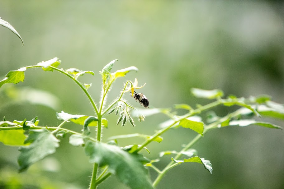 Bumblebee pollinating tomato plant flowers at Kentucky Fresh Harvest