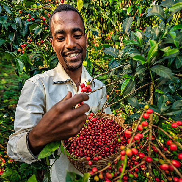 farmer with red coffee cherry