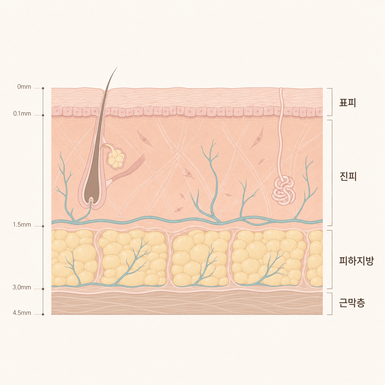 표피에서 근막층까지, 피부는 여러 층으로 쌓여 있어요