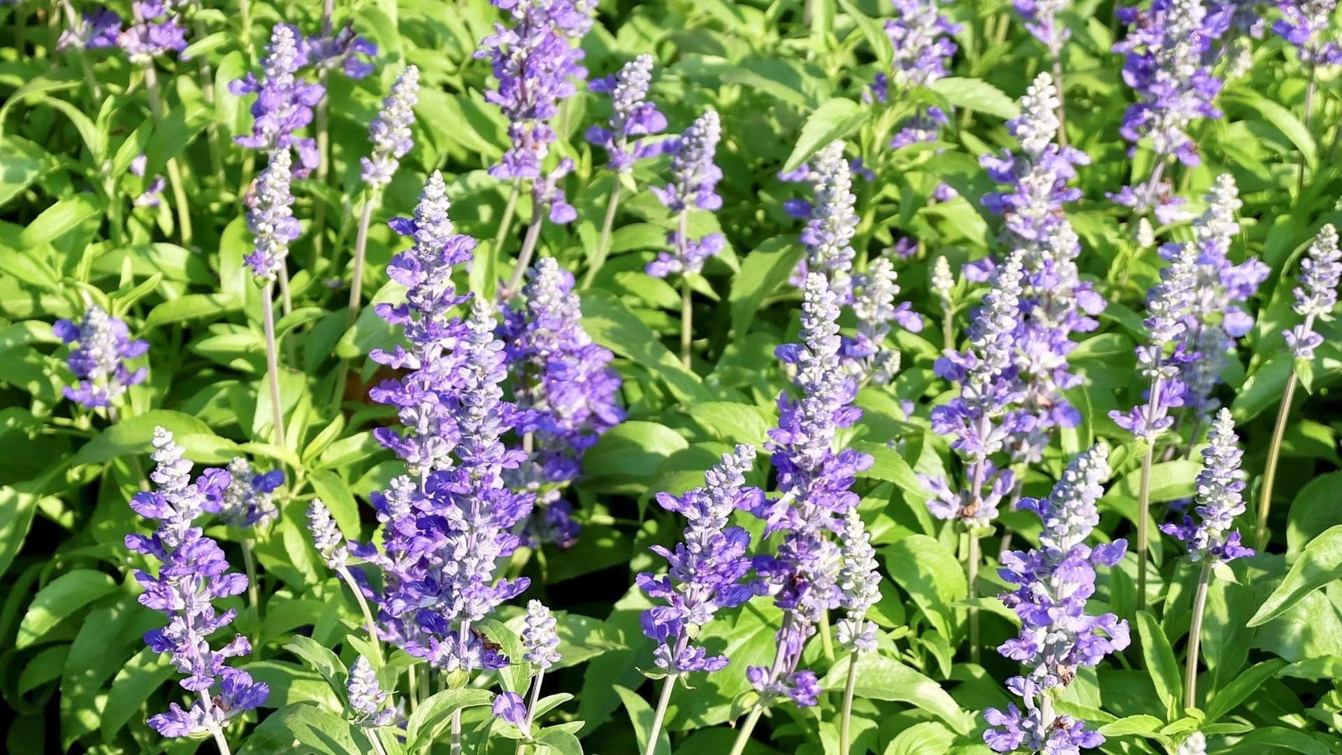 Sage (Salvia officinalis)