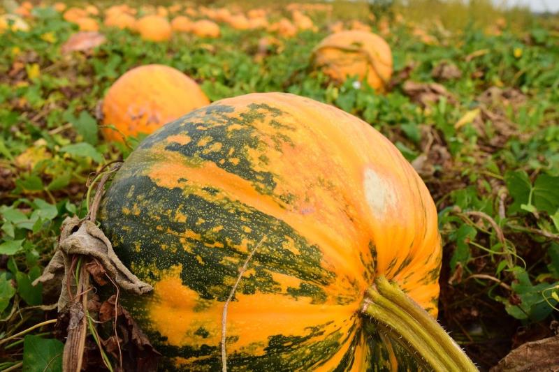 Zucca tonda padana