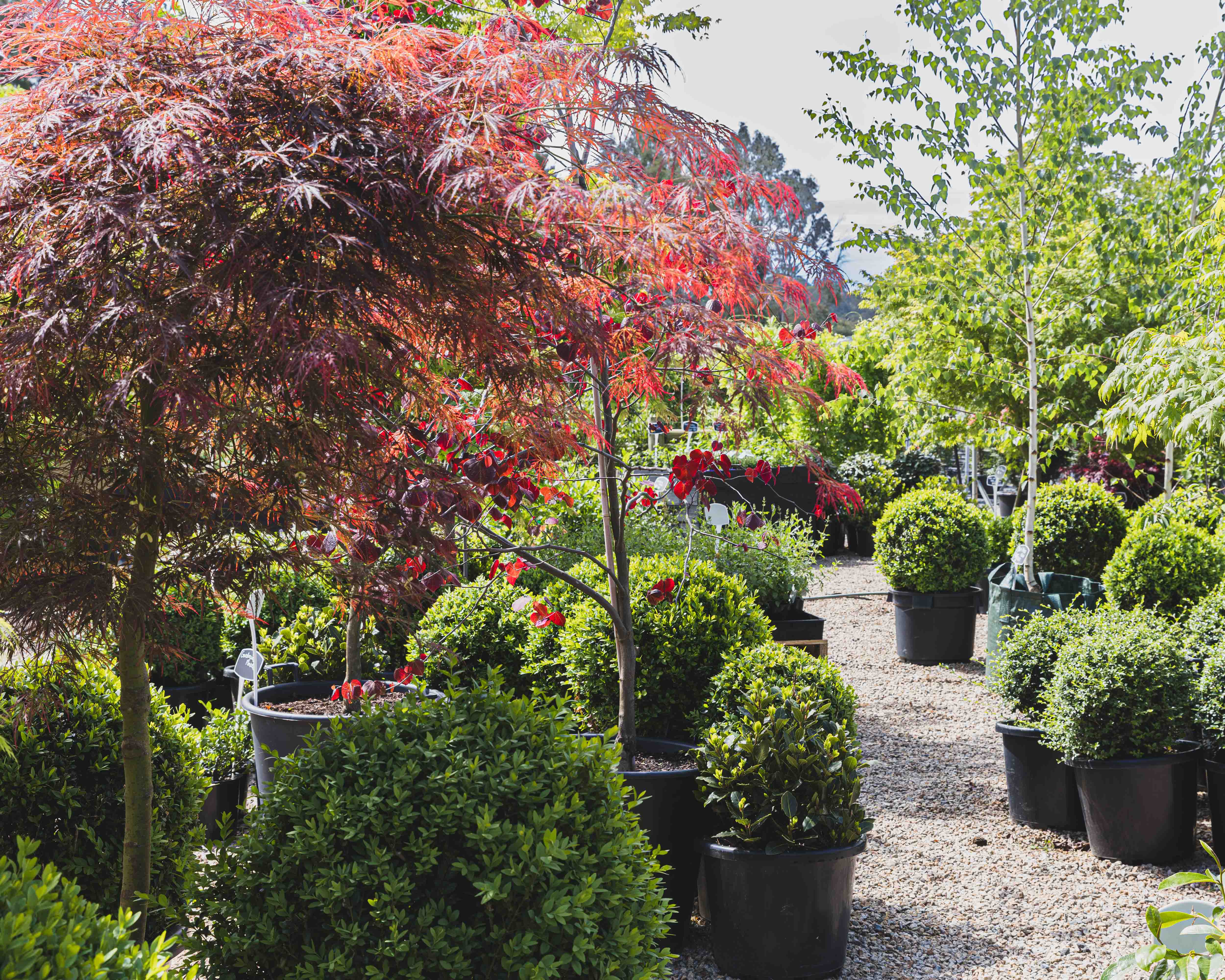 a group of potted plants under an umbrella