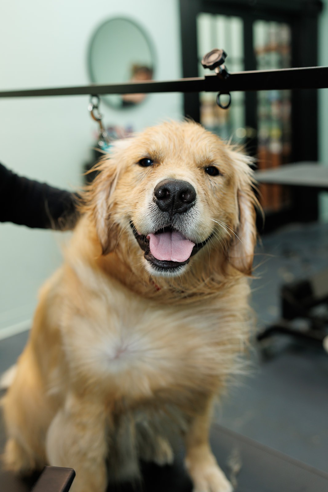Golden lab getting groomed and bathed.