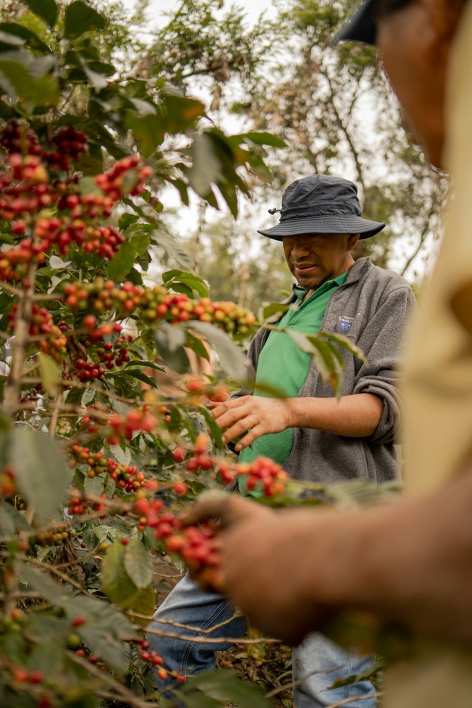 Boer die een koffieplant oogst