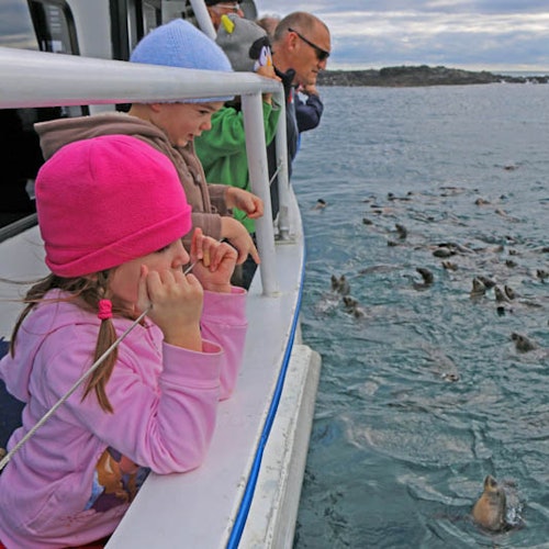 Children and an adult observe seals in the water from the deck of a boat. The sky is cloudy and the shoreline is visible in the distance.
