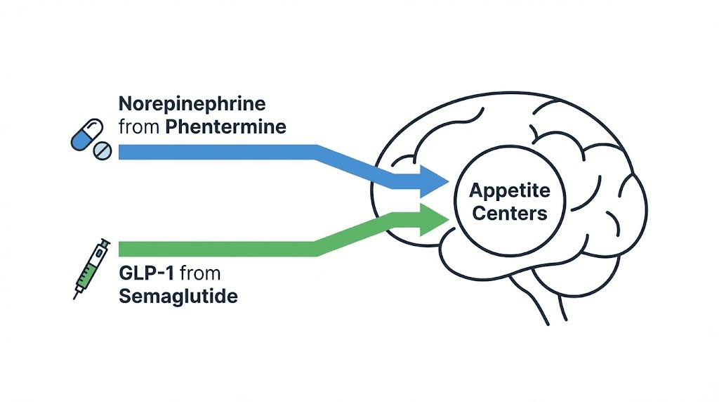 How phentermine and semaglutide target different appetite pathways in the brain