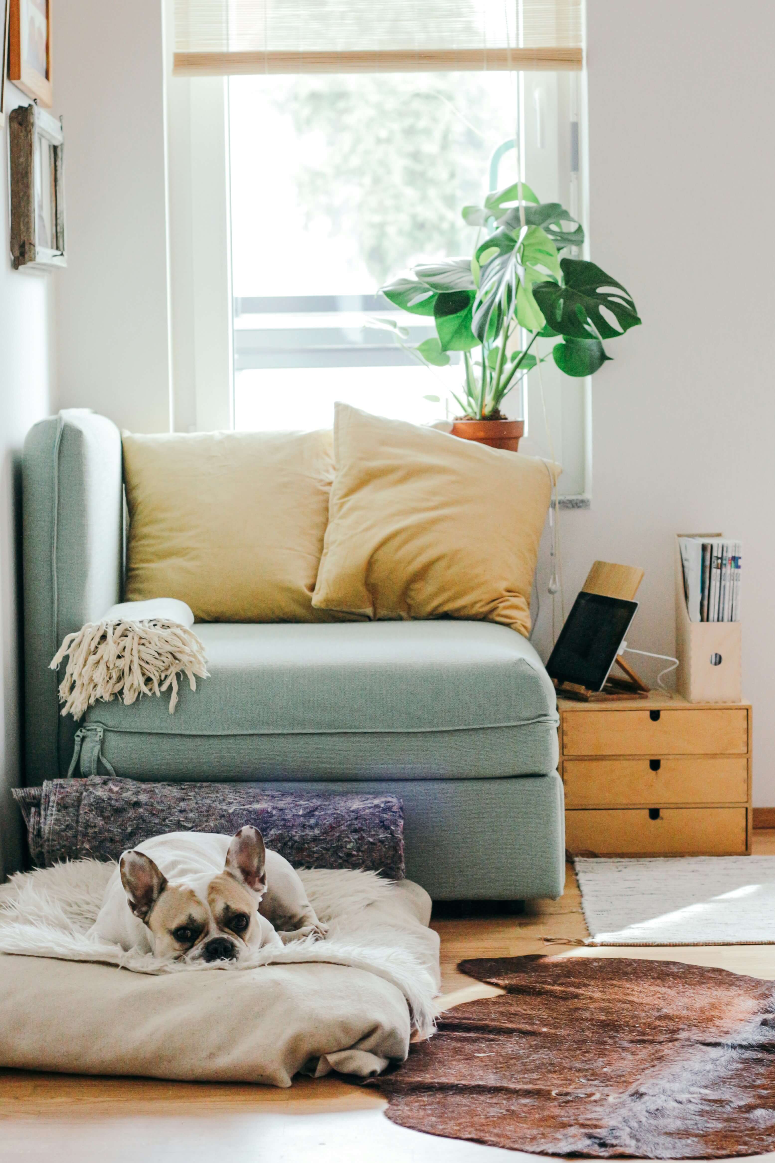 Image of a dog laying on a dog bed in a living room.