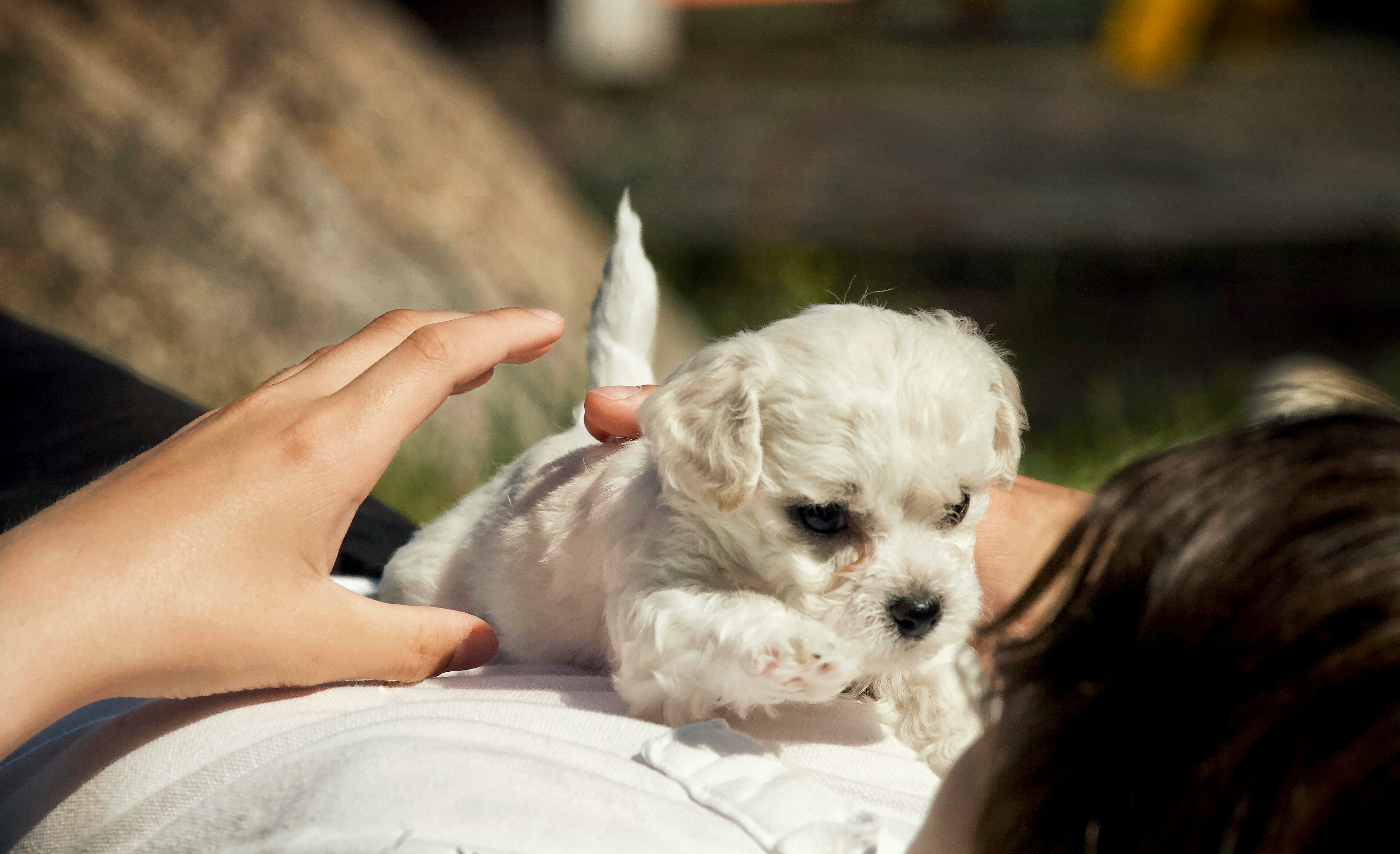 A small white puppy being held outdoors, taken by Kristin O Karlsen