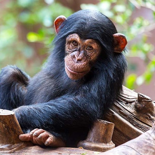 A young chimpanzee with black fur and orange ears rests on a tree stump, looking toward the camera against a blurred natural background.