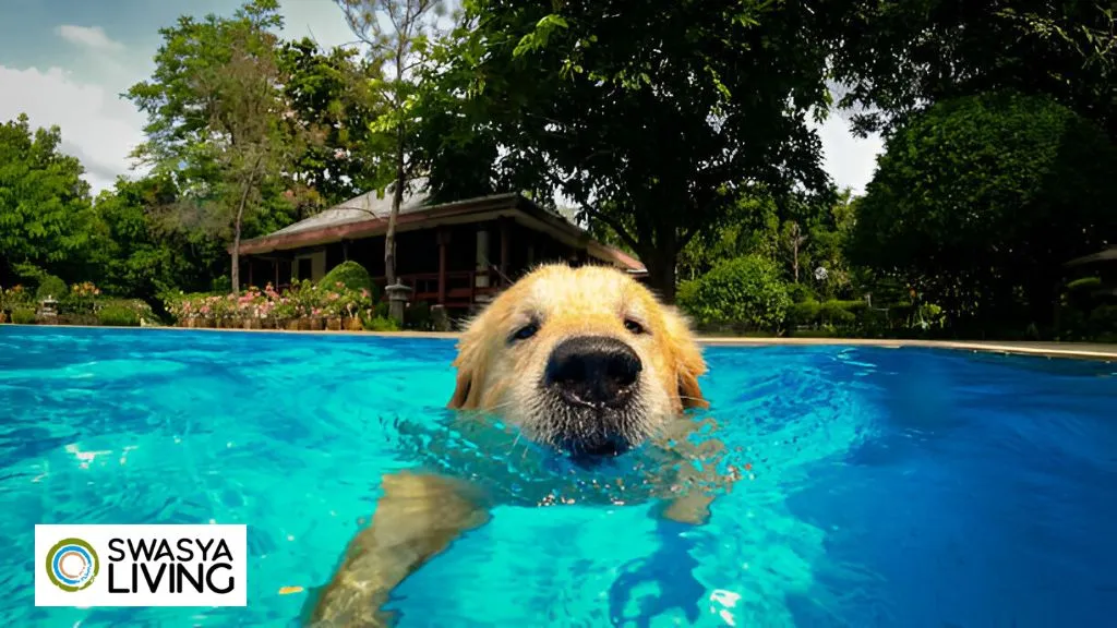 Pet Pools