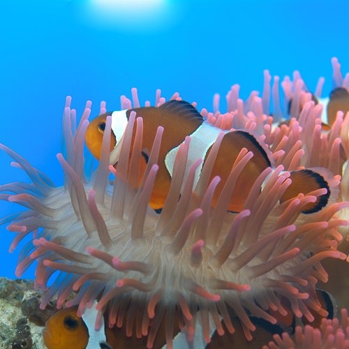 トロピカルエリア