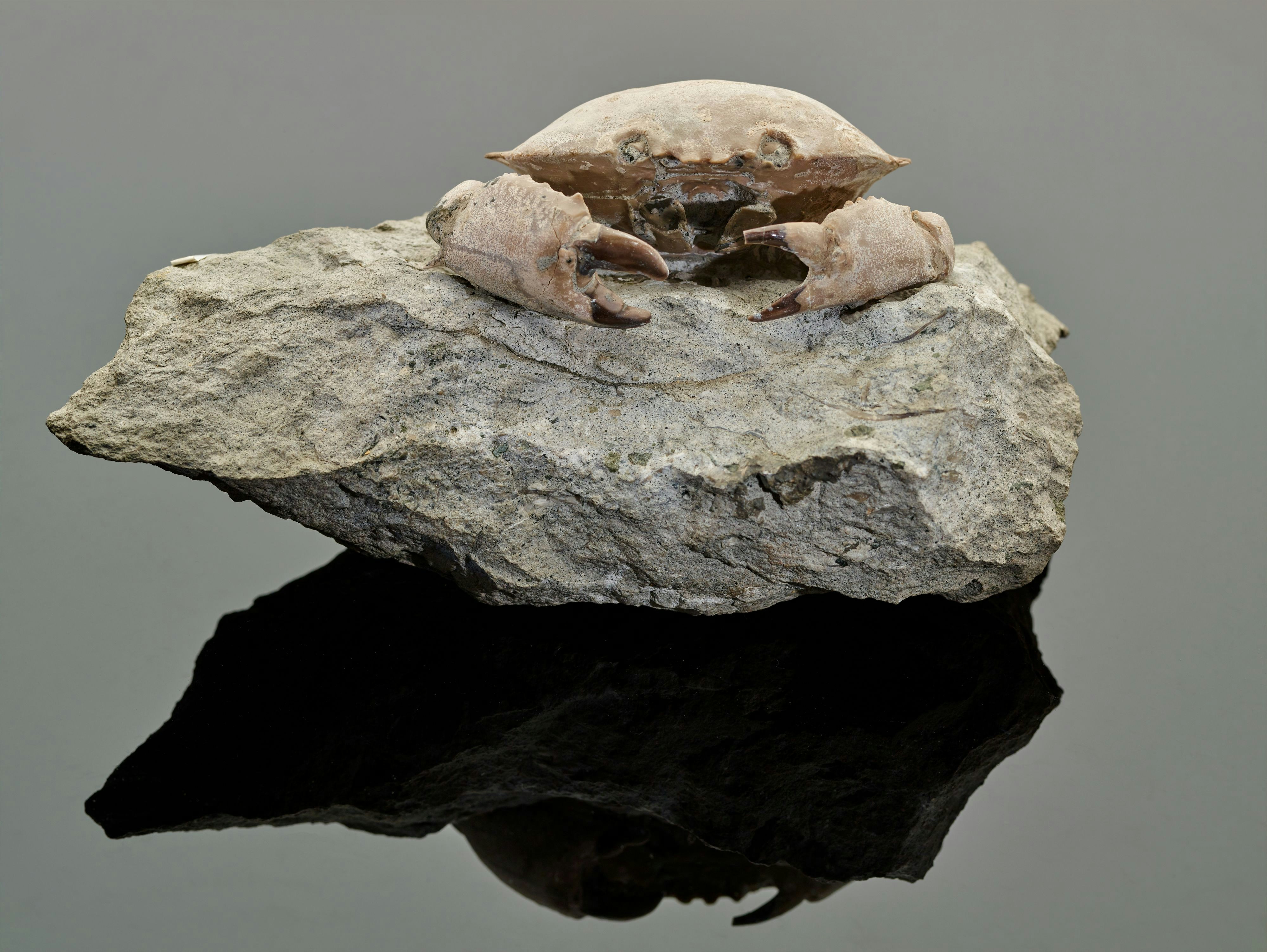 A fossilized crab resting on top of a rock that is sitting in a pool of water.