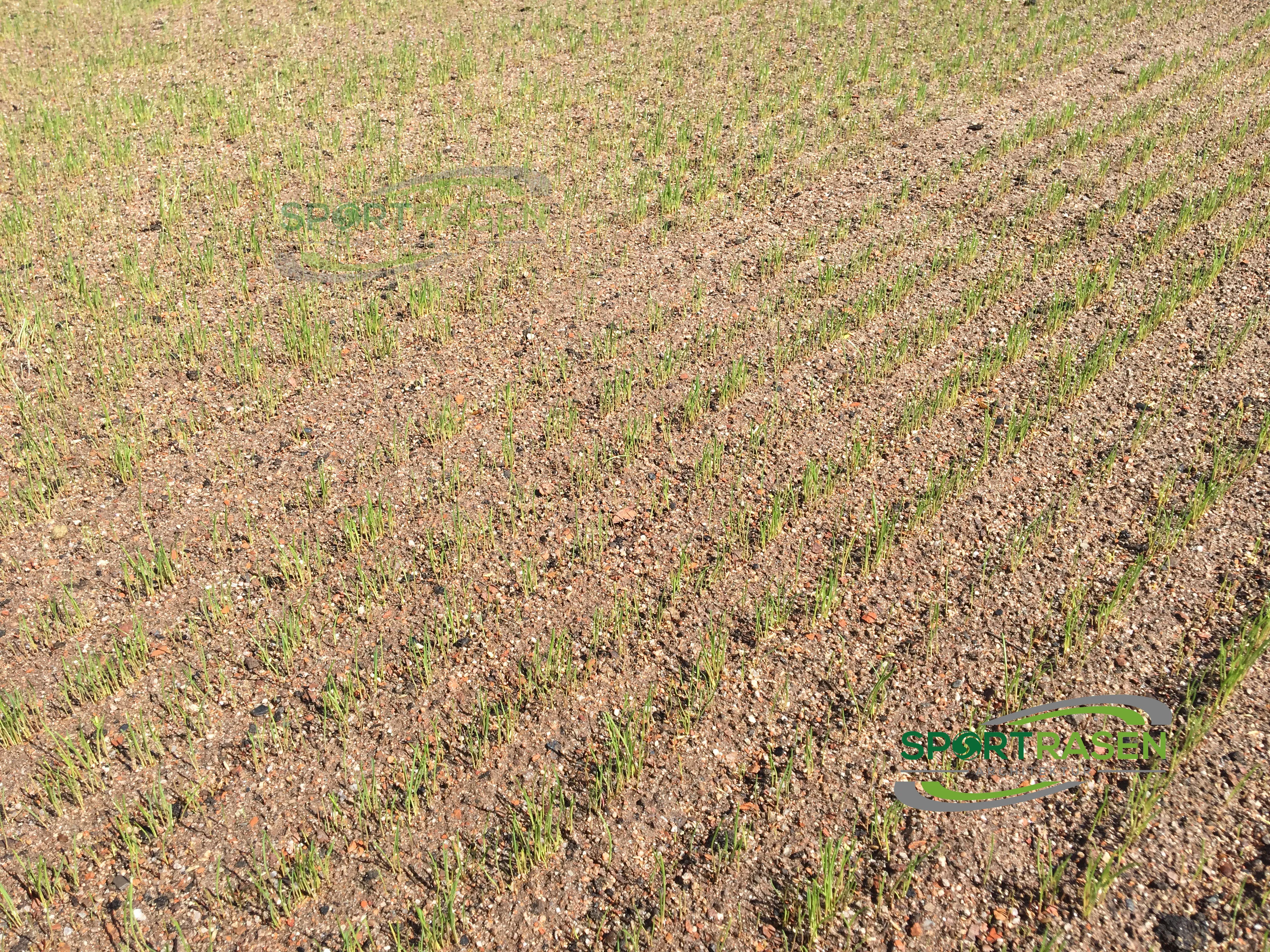 Platz 4: Fehlende Nachsaat