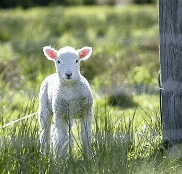 Tips for celebrating Easter with children