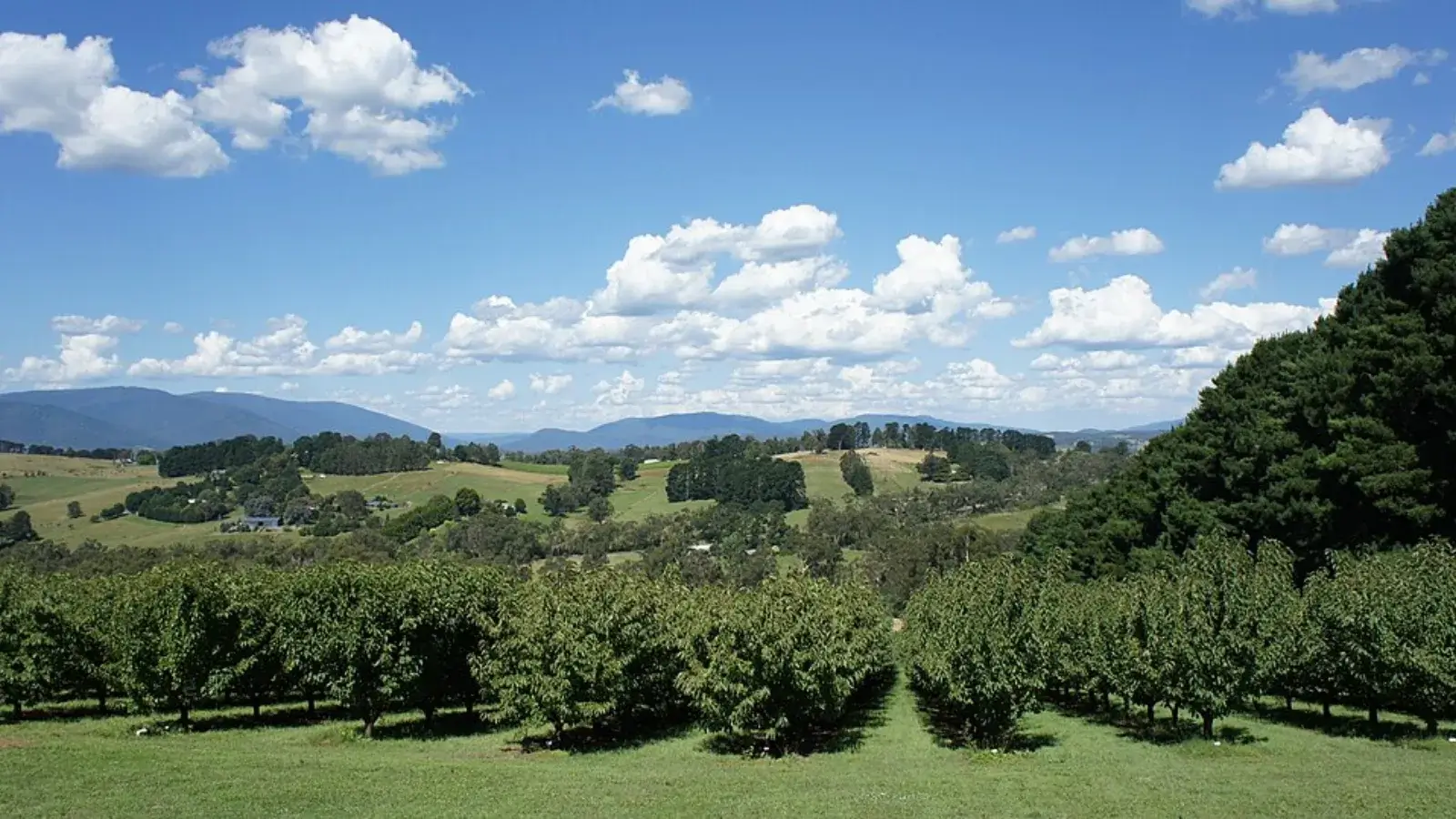 Yarra Valley