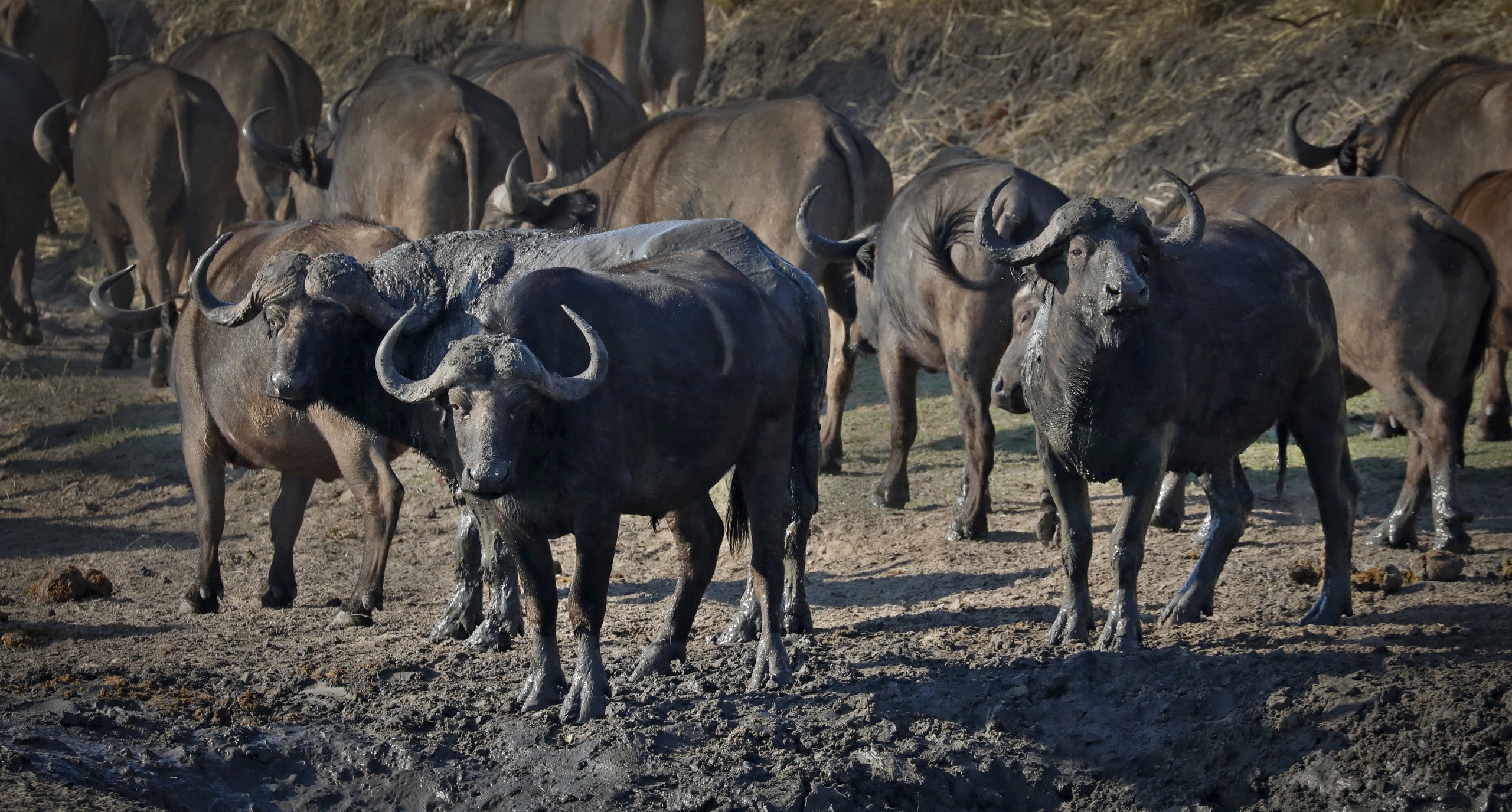 Buffalo Zambezi Dusk