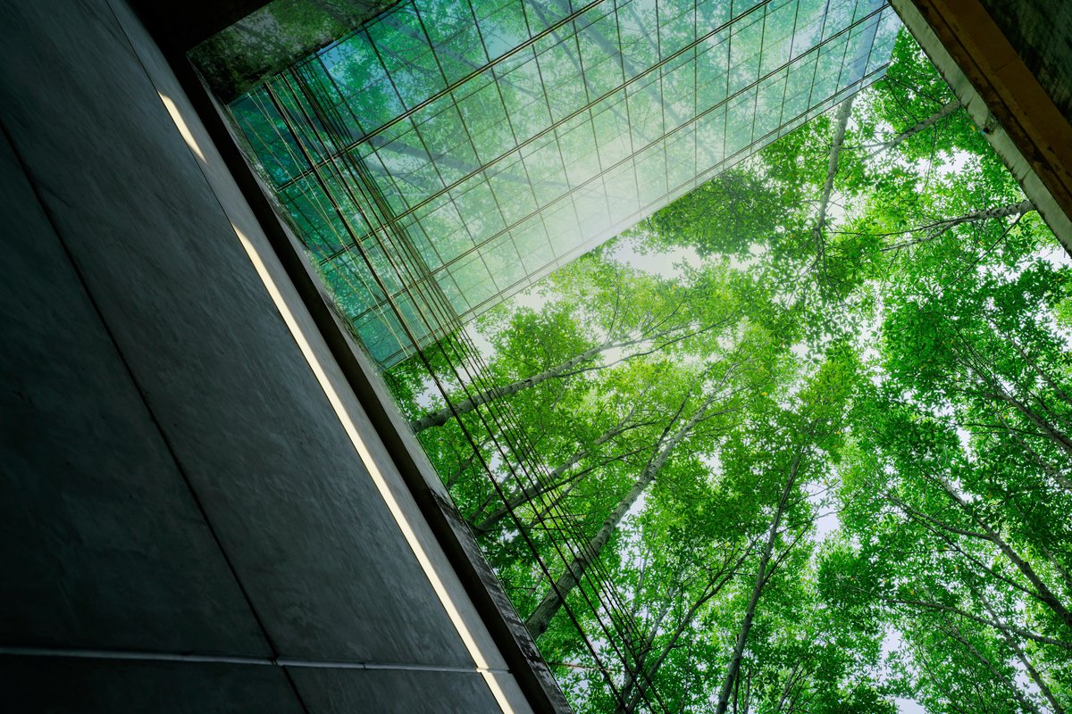 trees above law firm