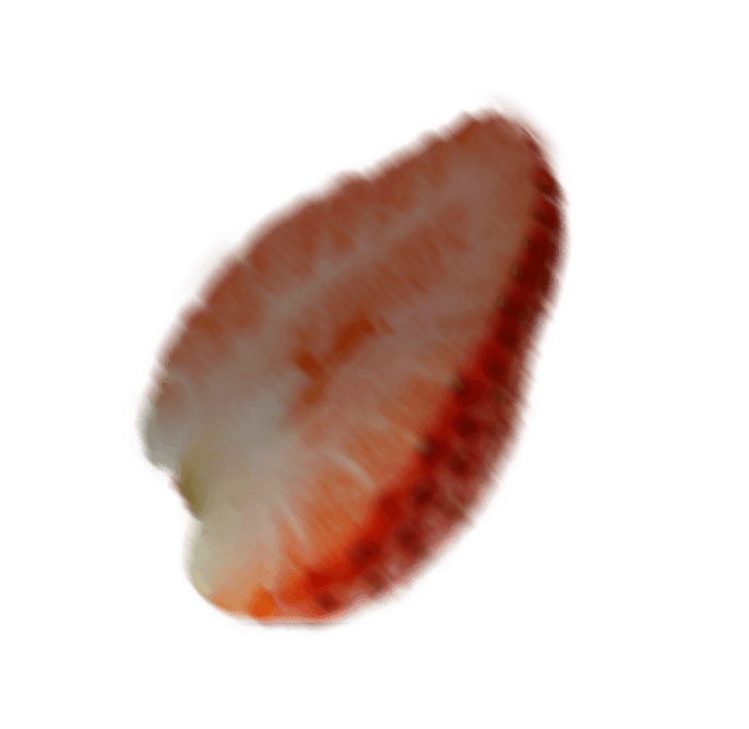 Vector