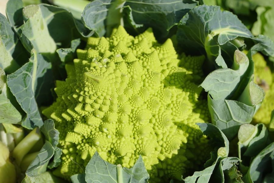 Broccolo romanesco