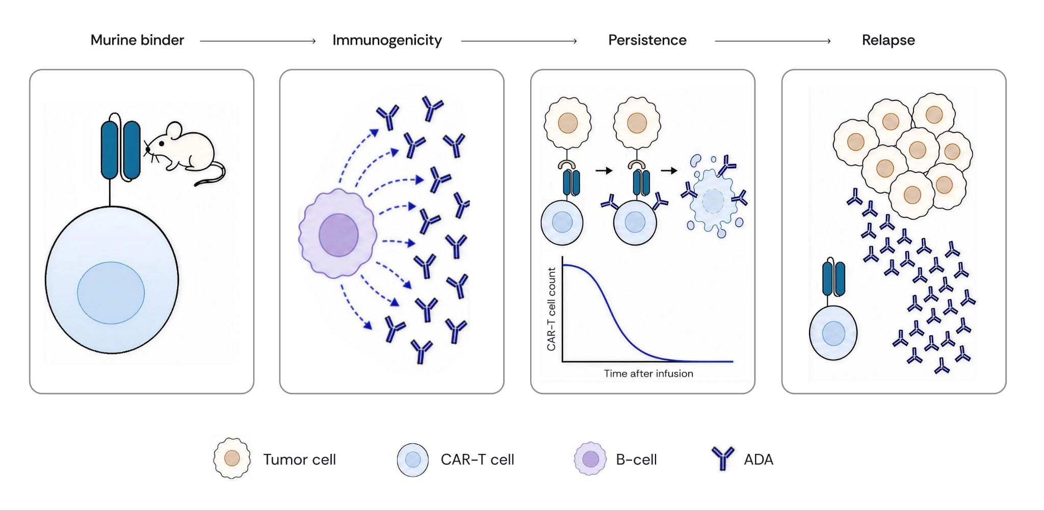  A breakdown of why the murine scFv puts a ceiling on CD19 CAR-T treatments, and how humanizing the sequence breaks through it. (Converge Bio)