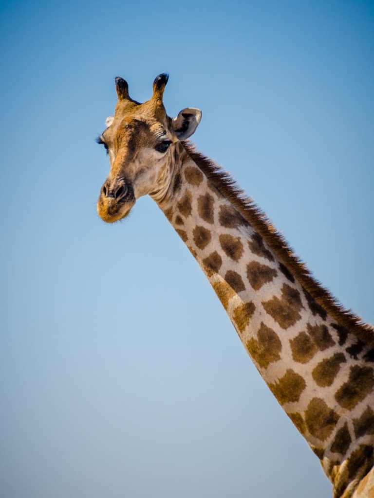 Giraffe, Etosha National Park, Namibia