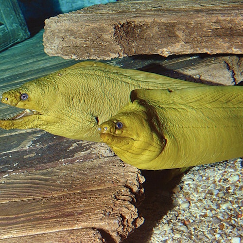 אקווריום ריפלי של הרי הסמוקי