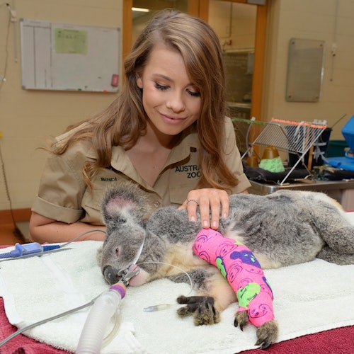 Ospedale per la Fauna Selvatica