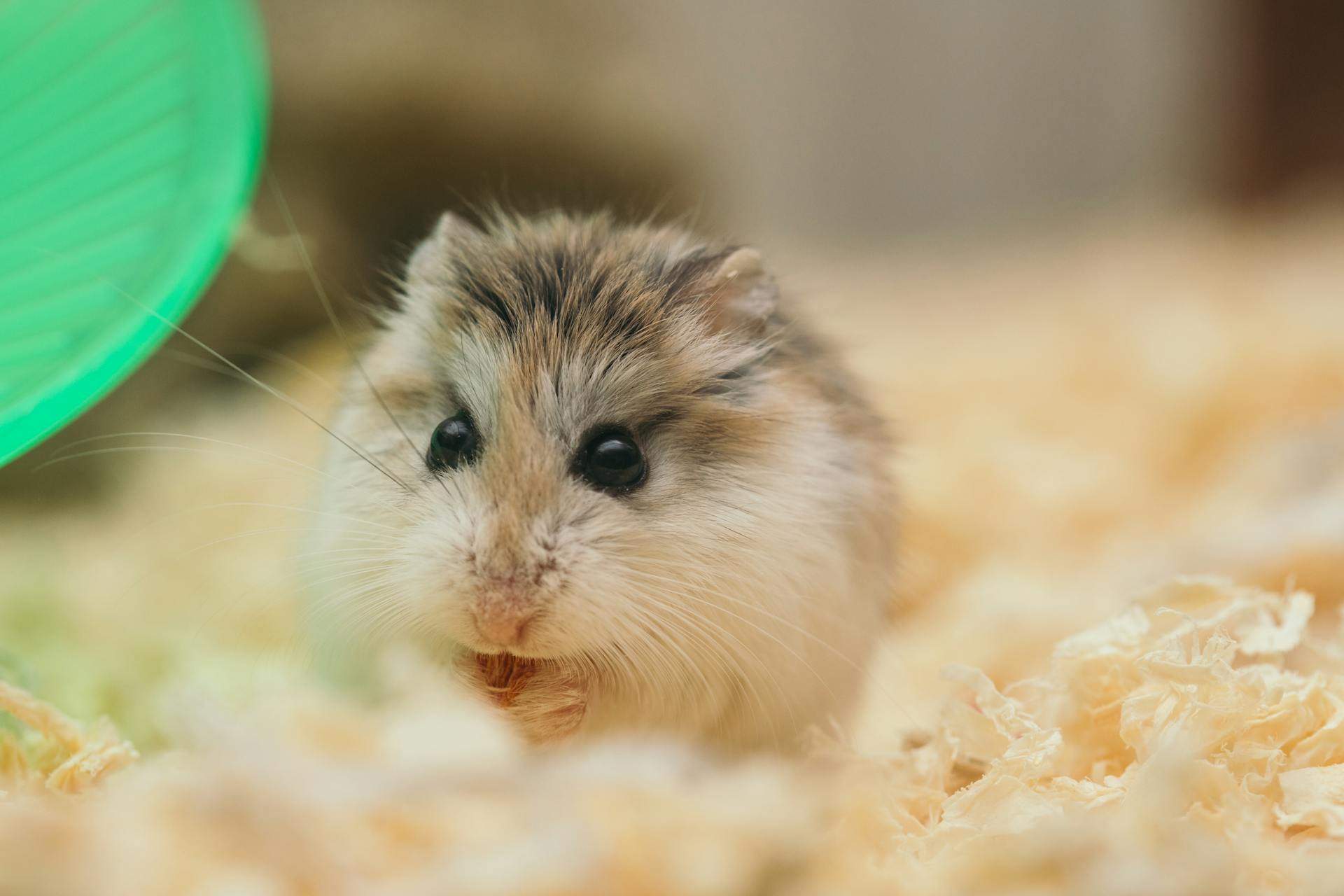 A hamster enjoying his clean and wall-maintained enclosure