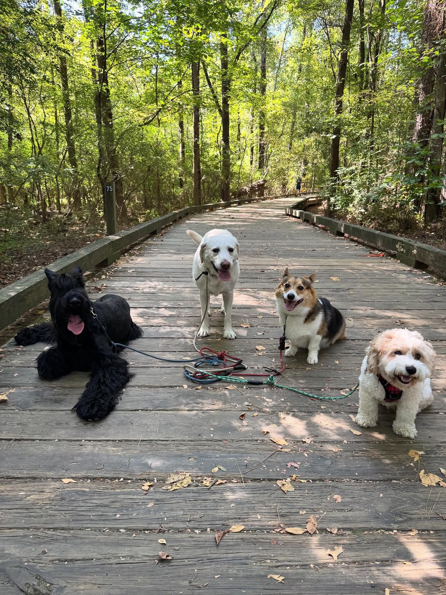 Four dogs on a wooden boardwalk surrounded by trees during dog walking in Charlotte