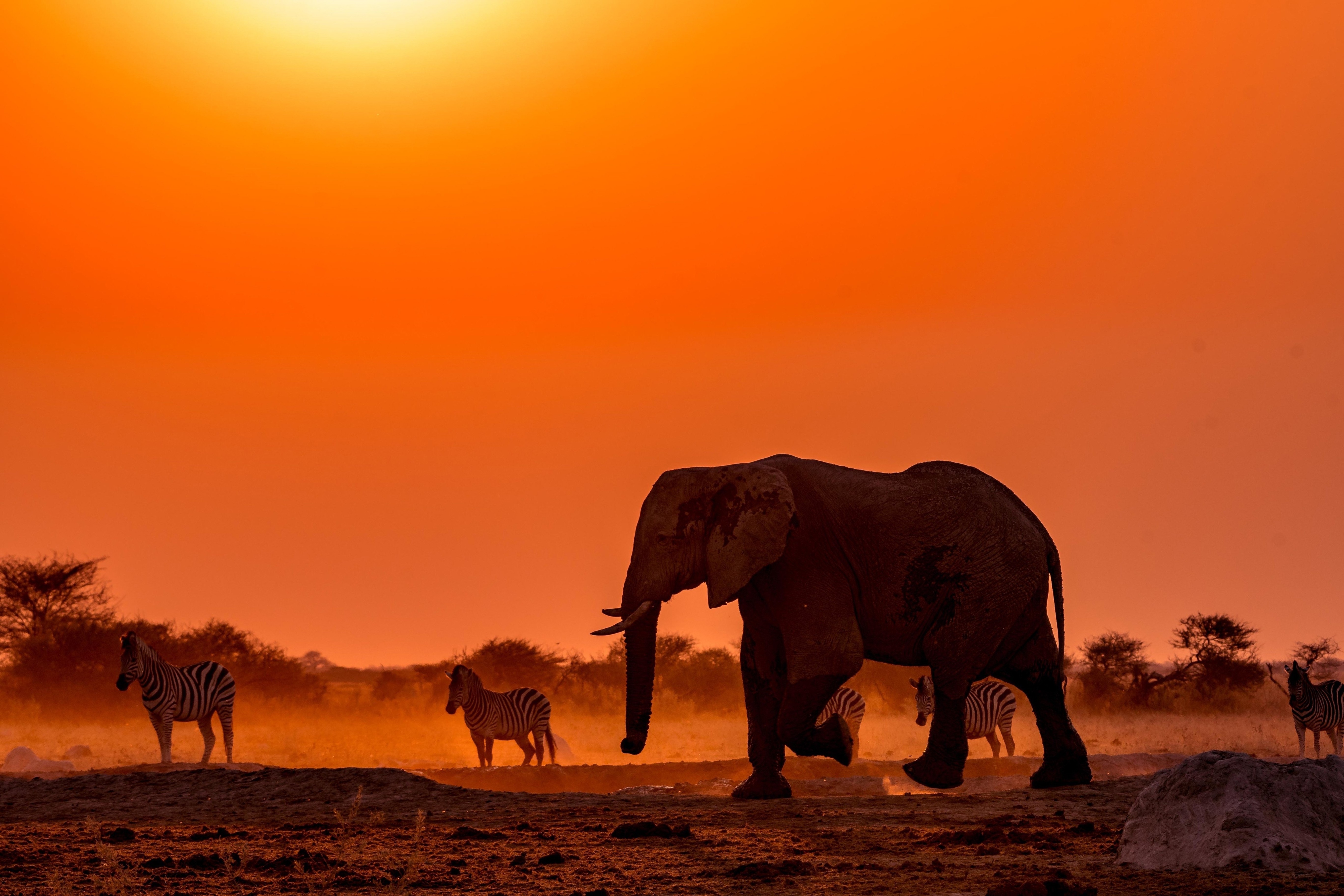 An elephant and zebras kick up the dust at sunset in Kafue National Park, Zambia