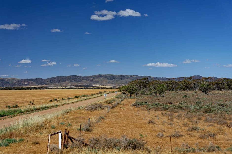 Australia is planting less wheat, and your grocery bill will feel it