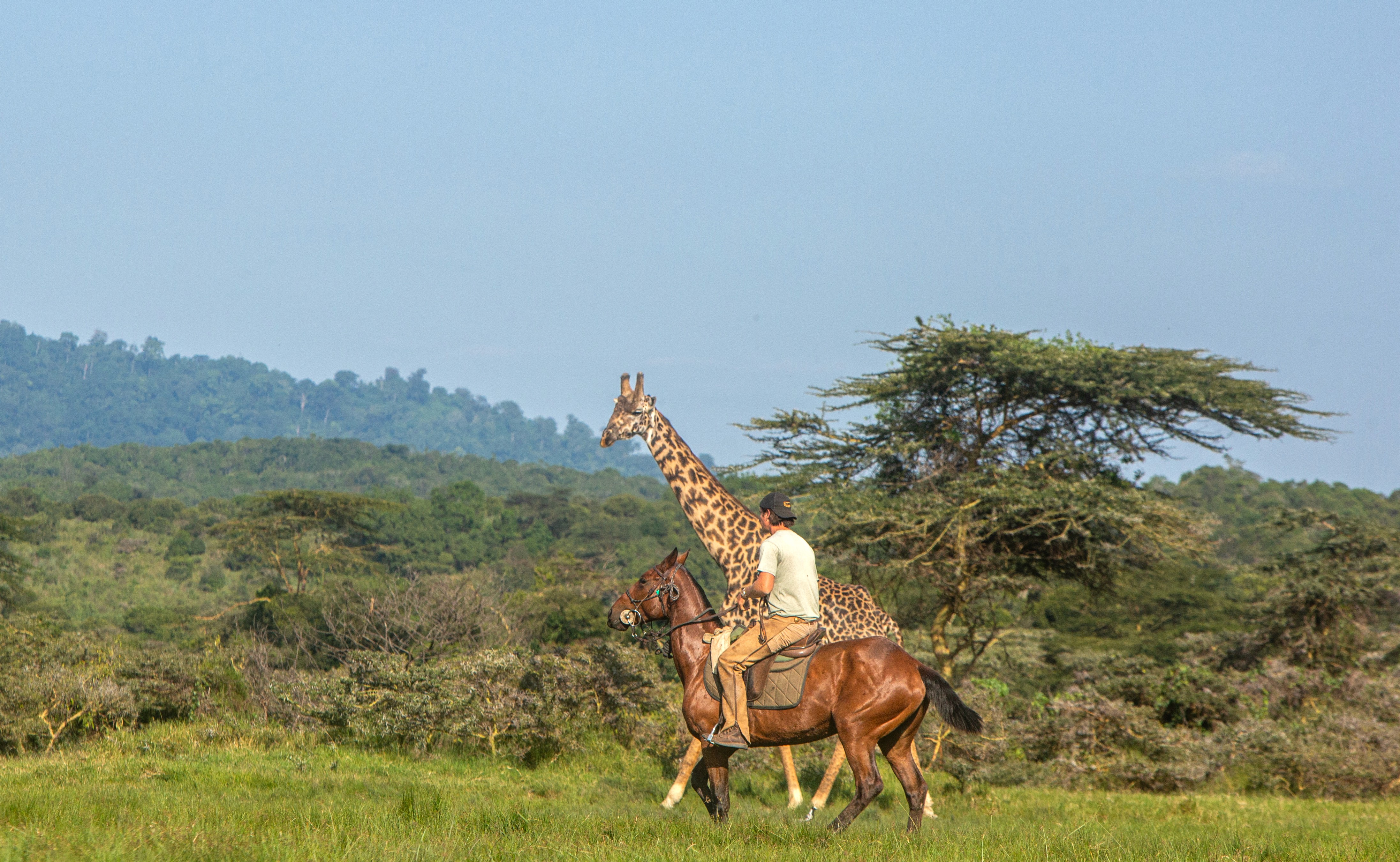 Kilimanjaro Elephant Ride, Arusha National Park, Tanzania – elefant i högt gräs tittar mot kameran, medan fem ryttare till häst på ridsafari i bakgrunden betraktar elefanten i ett grönt och frodigt landskap.