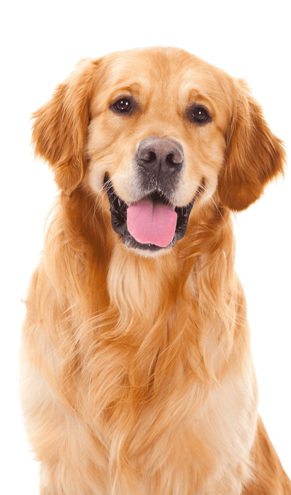 happy golden retriever dog