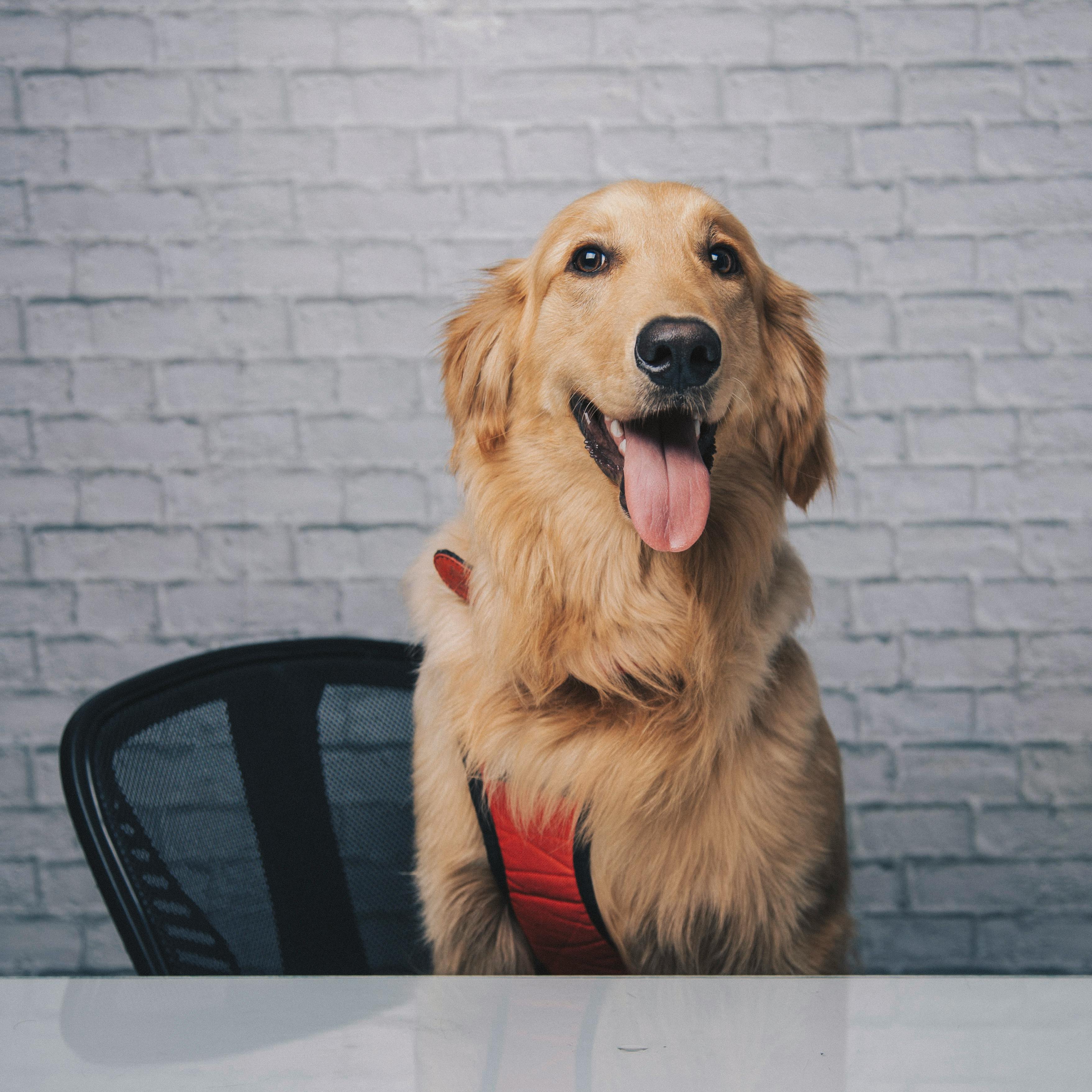 Golden Retriever Suitability for work