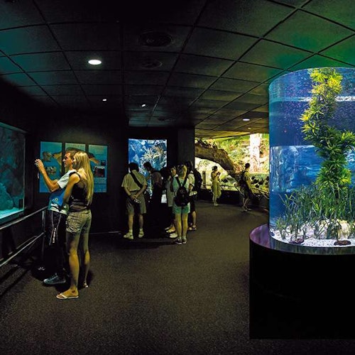 People viewing various aquatic exhibits in a dimly lit aquarium, with large cylindrical and rectangular tanks containing fish and plants.
