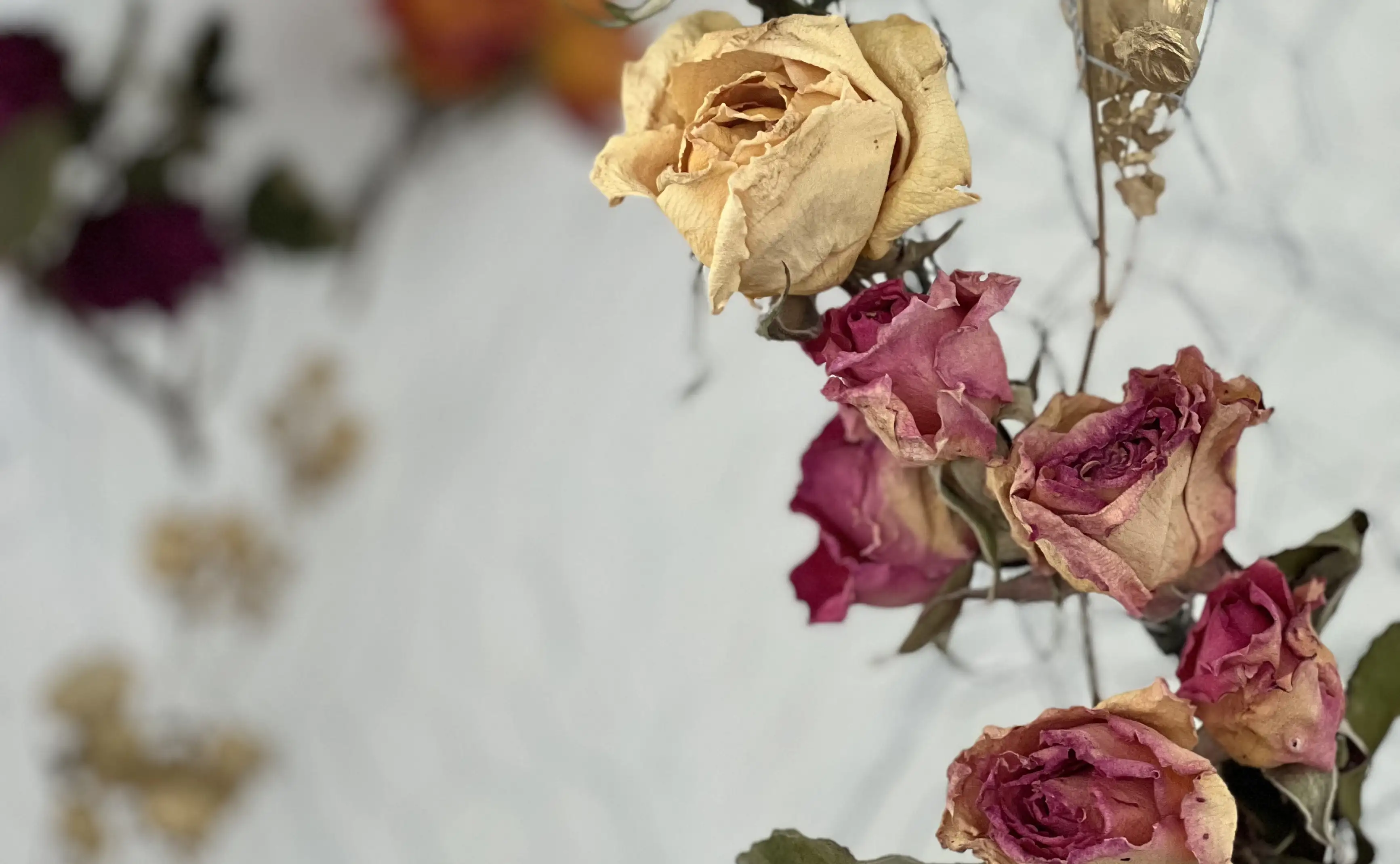 Rosas secas en tonos cálidos suspendidas sobre fondo claro para composición artística inspirada en la naturaleza.