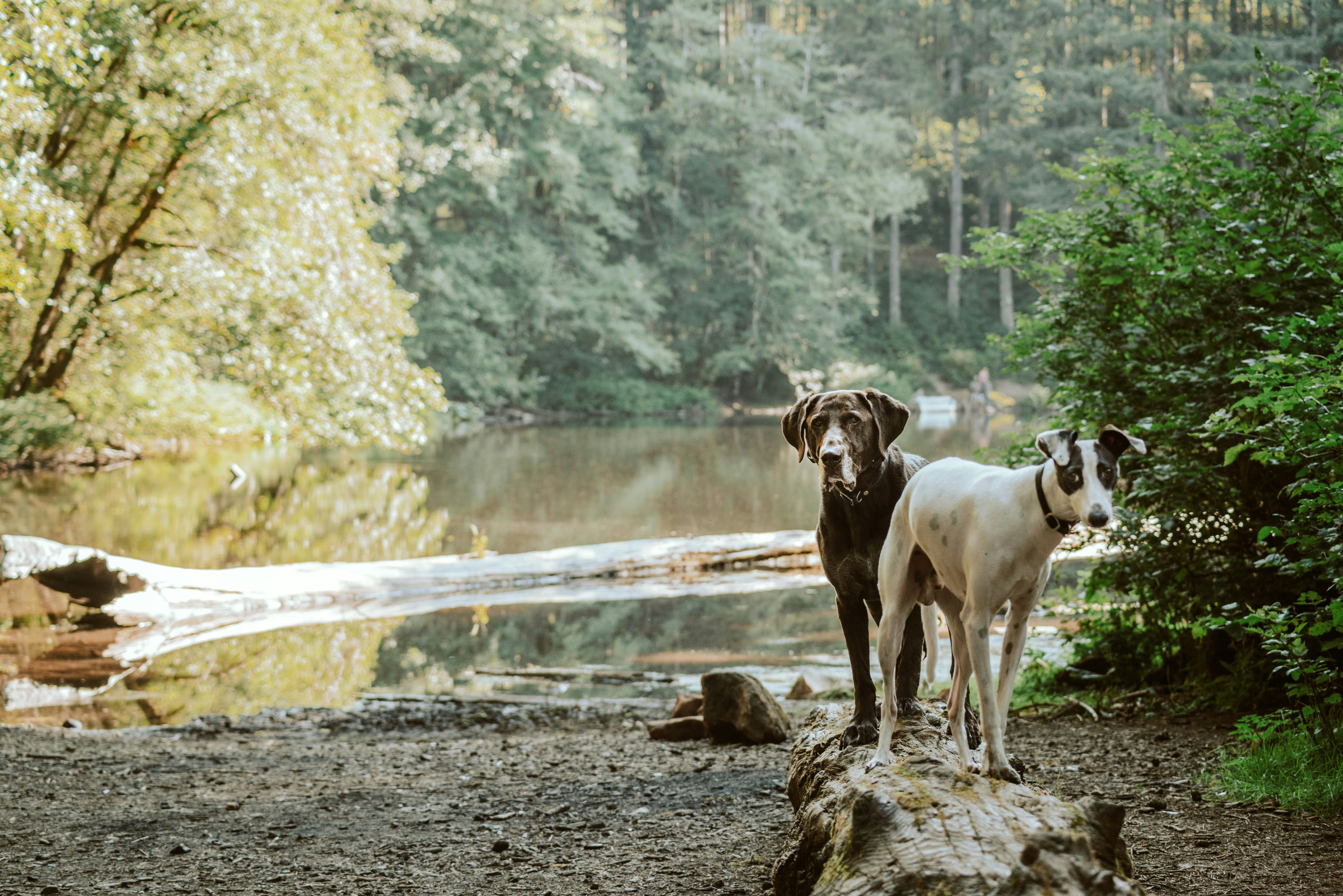 white and brown short coated dog on brown rock near body of water during daytime