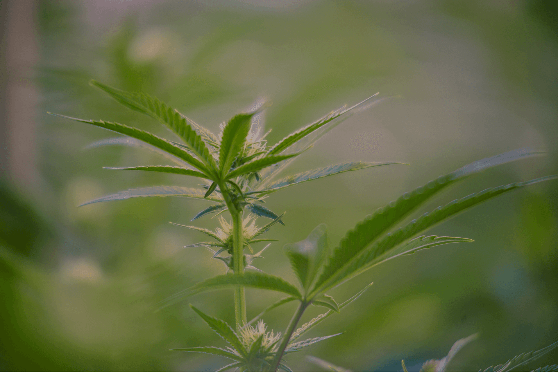 Cannabis Plant