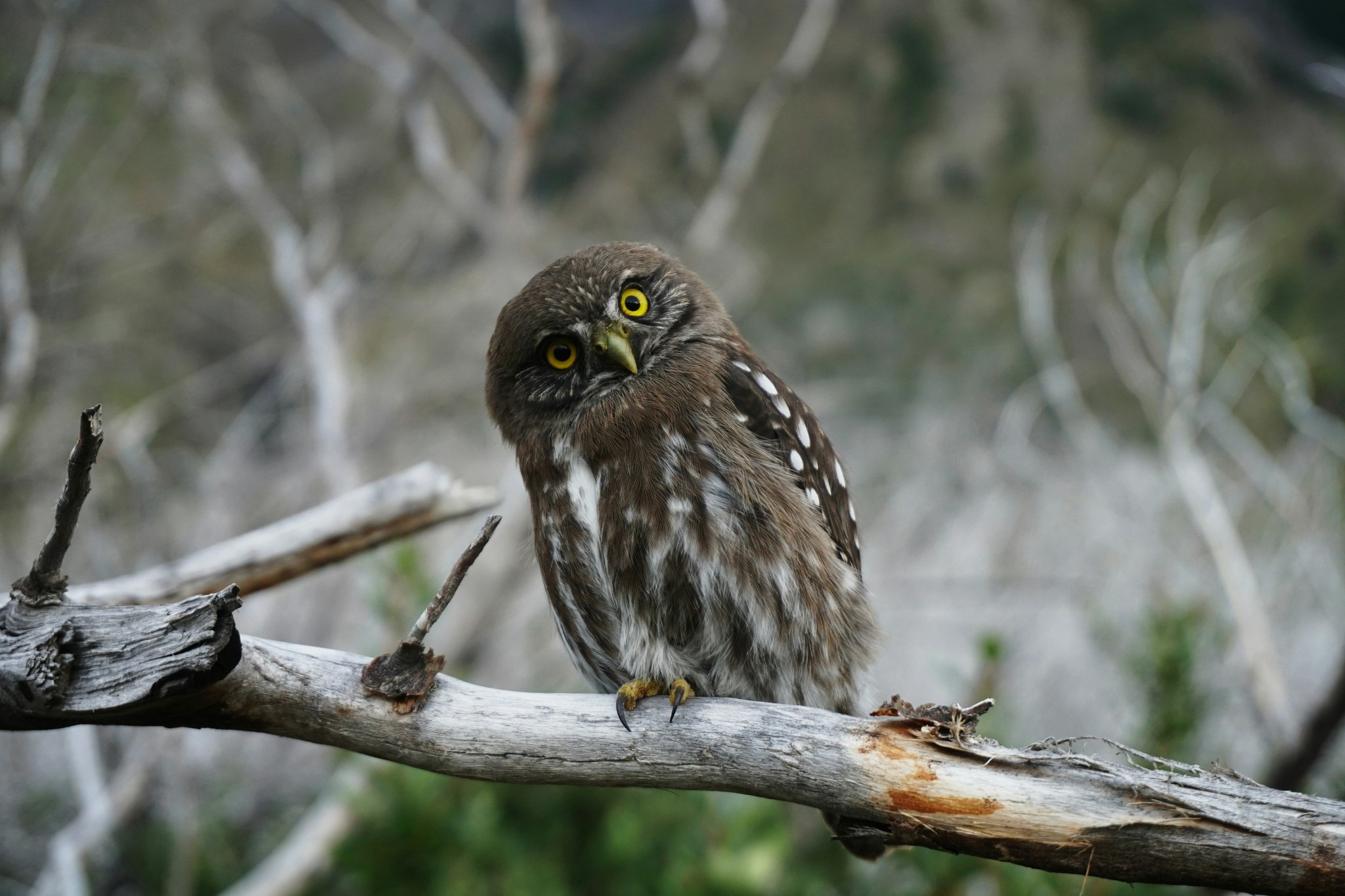 Owl with head tilted