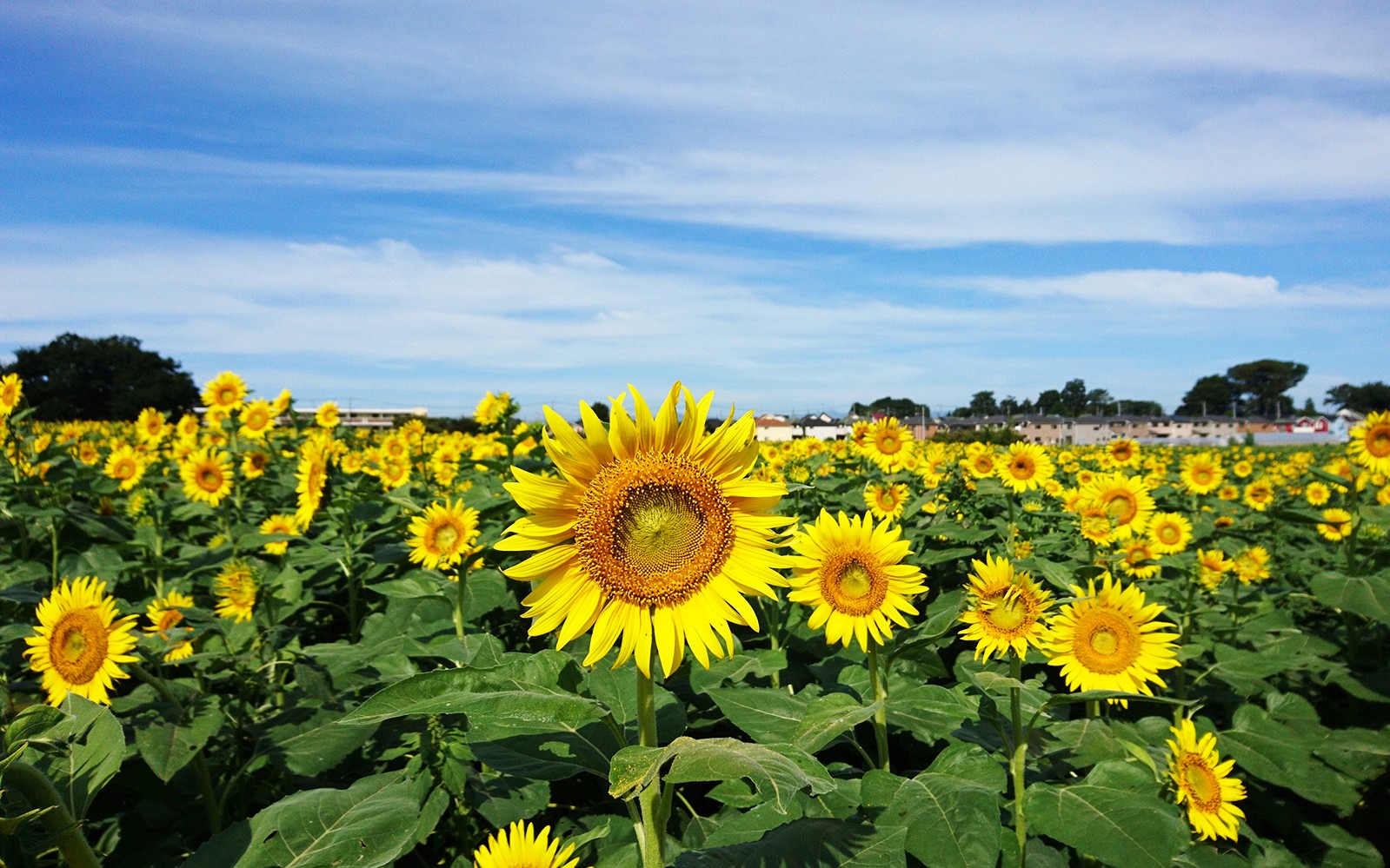 Sunflower field under blue sky in Seibu, Japan.