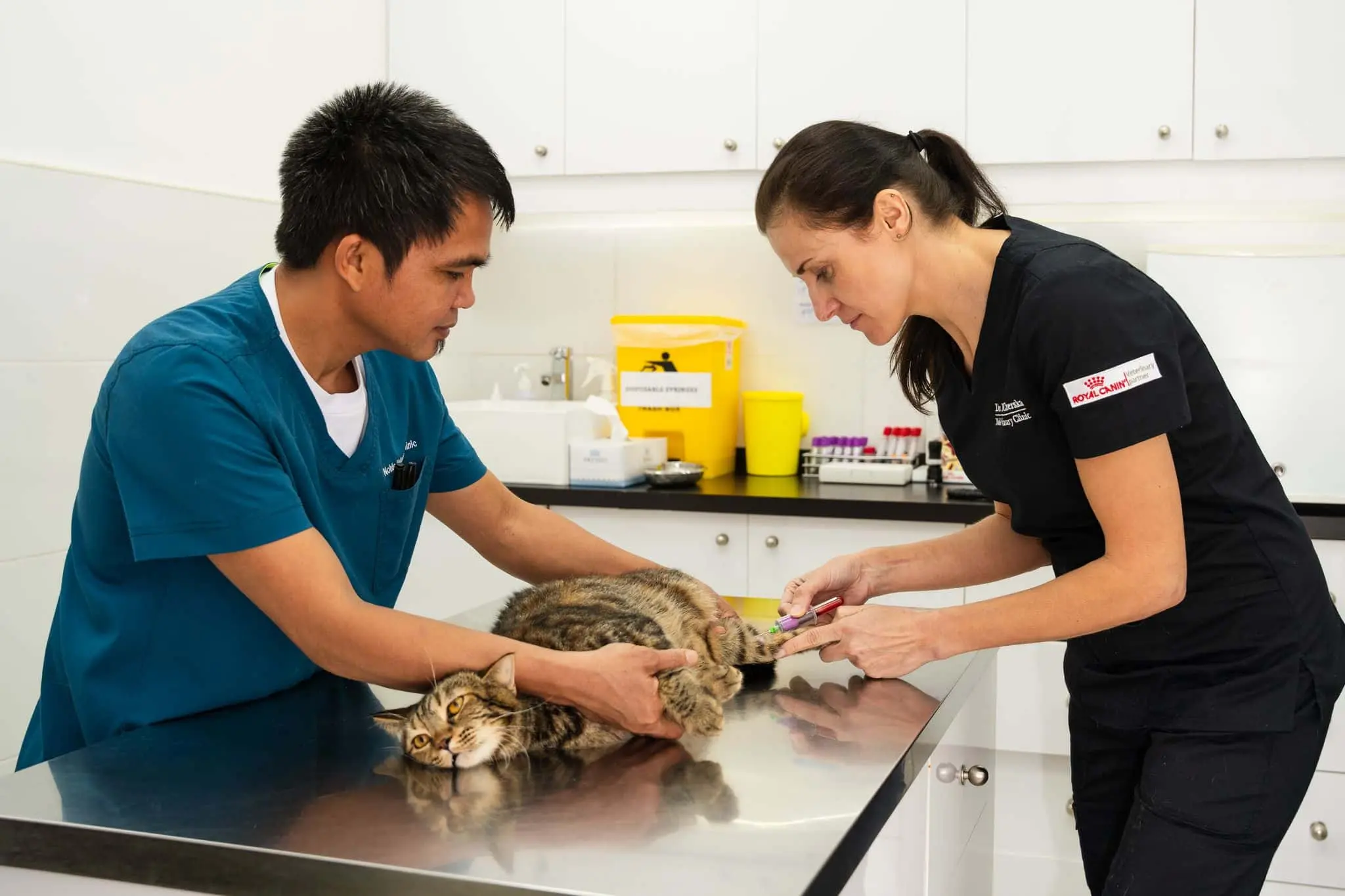 Two veterinarians are taking a blood sample from a cat inside the cat boarding facility clinic.