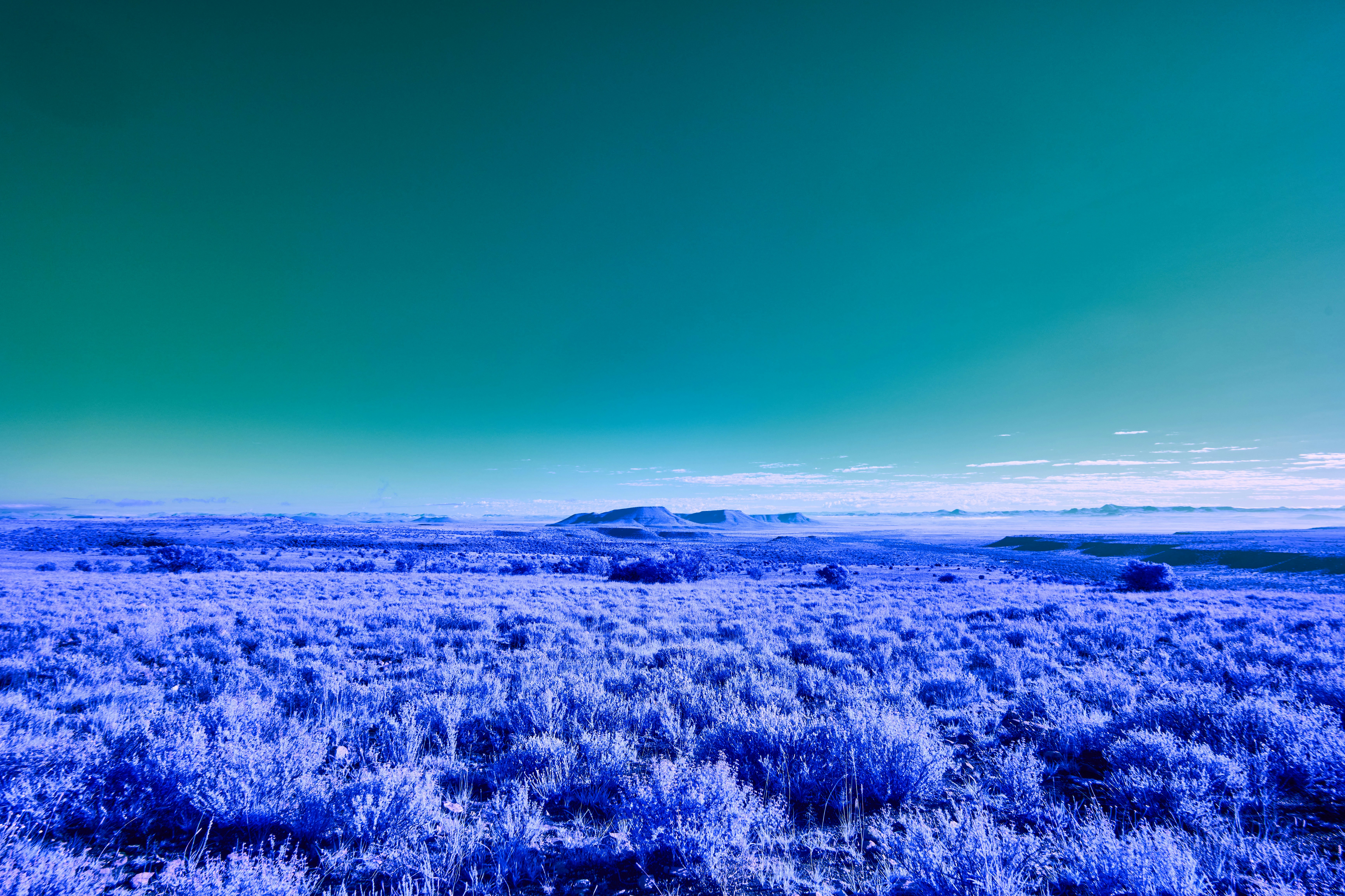 Vast purple field under a teal sky