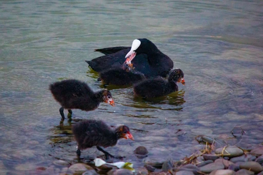 natura-2000-tierbeobachtung-paradies-blässhuhn-traunxperience-lambach-wels-oberösterreich