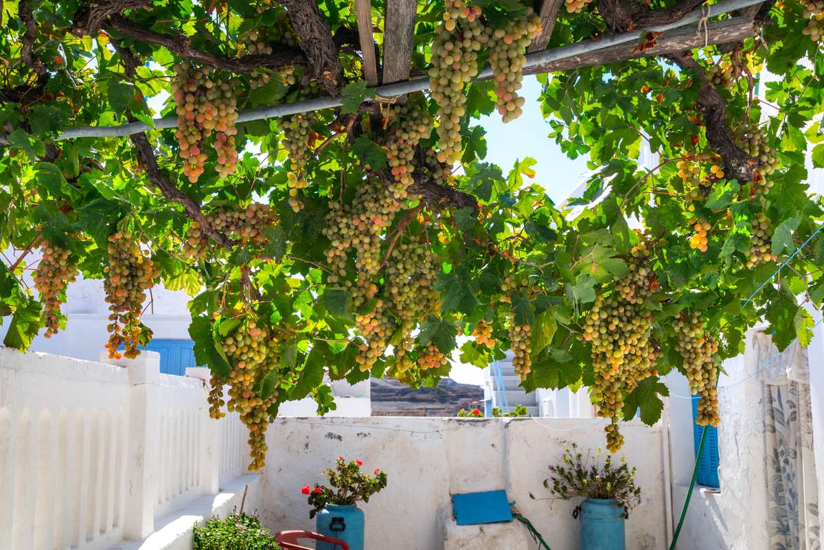 Clusters of green and yellow grapes hang from a vine trellis over a white stone wall with blue accents in Greece.