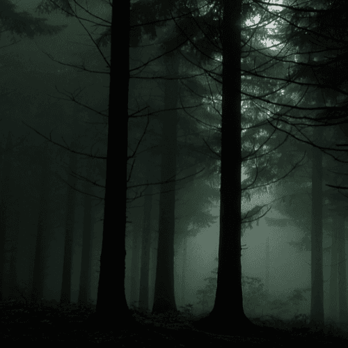 Spooky Woods