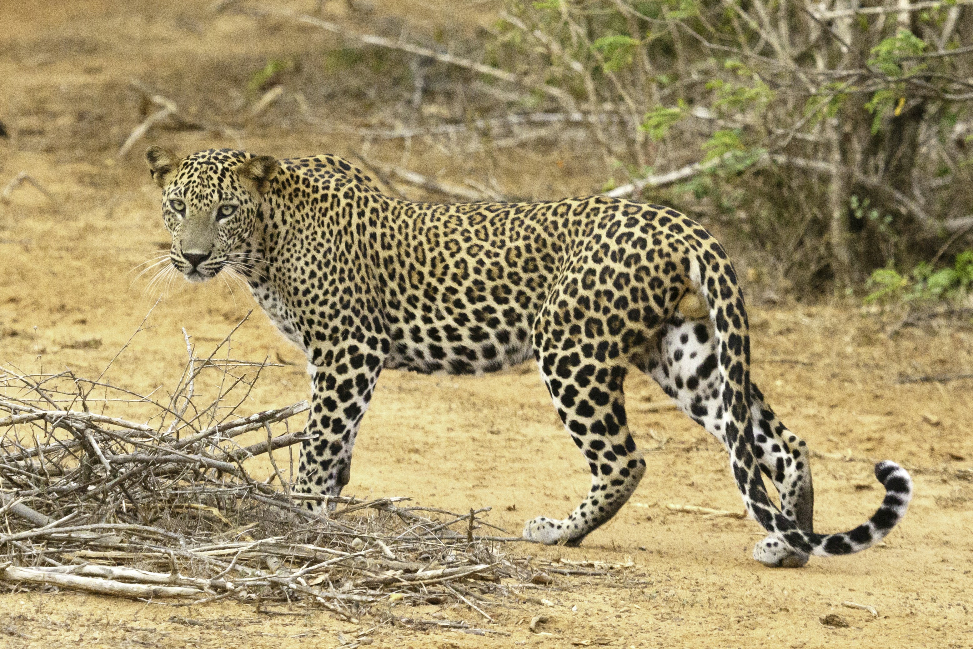 A leopard walking through Yala National Park in Sri Lanka