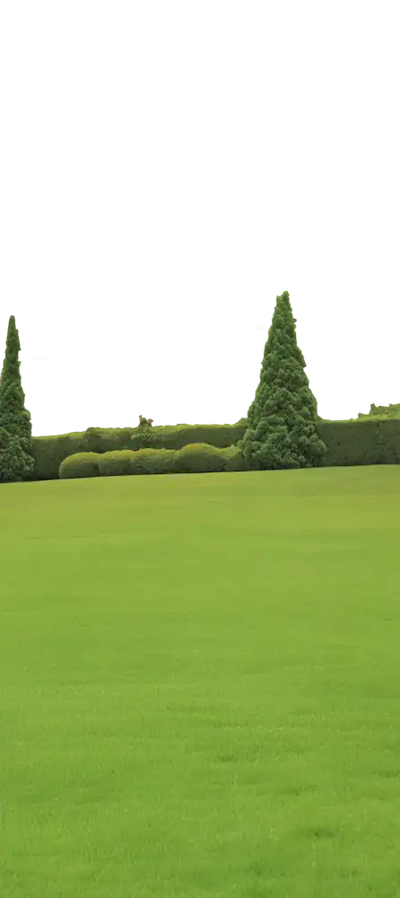 Manicured green lawn bordered by sculpted hedges and conifer trees, minimal and graphic landscape.